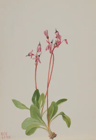Shooting Star (Dodecatheon hendersonii)