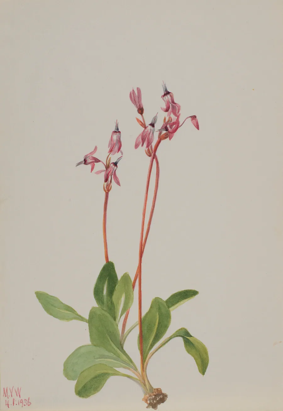 Shooting Star (Dodecatheon hendersonii) by Mary Vaux Walcott, born Philadelphia, PA 1860-died St. Andrews, New Brunswick, Canada 1940