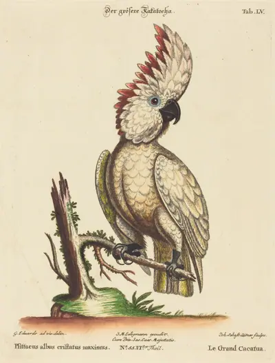 Psittacus albus cristatus maximus