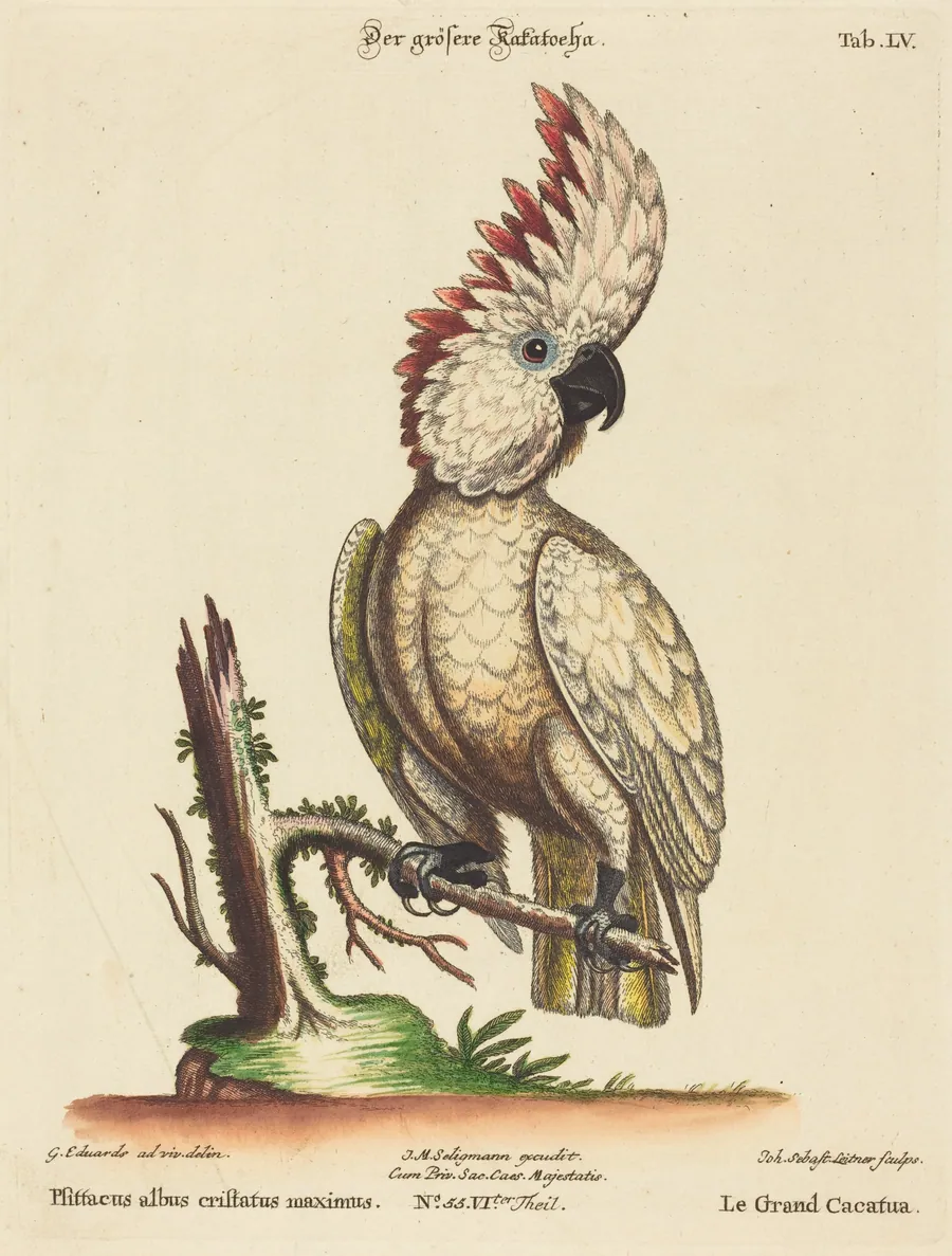 Psittacus albus cristatus maximus by Johann Sebastian Leitner