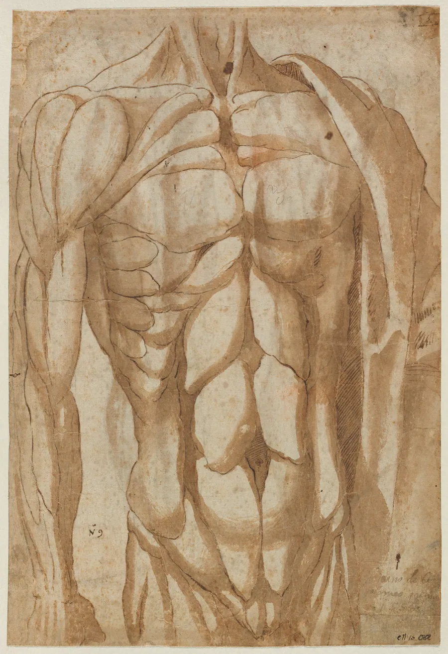 Study of a Flayed Torso (verso) by Bartolommeo da Arezzo