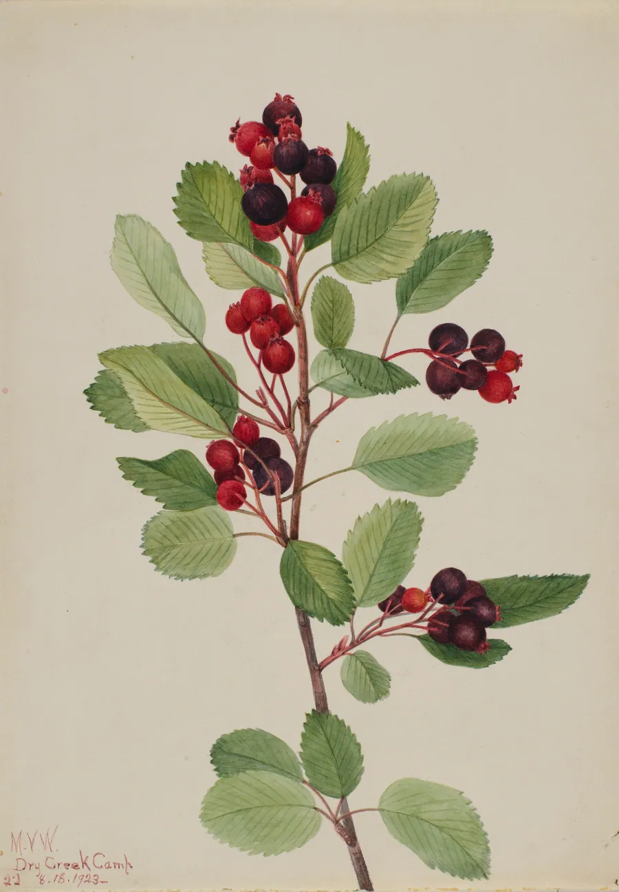Saskatoon (Amelanchier alnifolia) by Mary Vaux Walcott, born Philadelphia, PA 1860-died St. Andrews, New Brunswick, Canada 1940