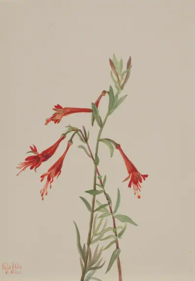 California Fuschia (Zauschneria californica)