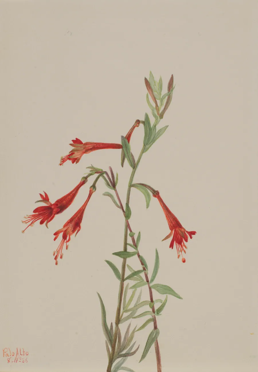 California Fuschia (Zauschneria californica) by Mary Vaux Walcott, born Philadelphia, PA 1860-died St. Andrews, New Brunswick, Canada 1940