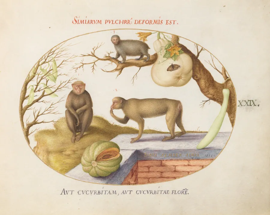 Plate 29: Two Monkeys, an "Arctopithecus"(Sloth?) and Fruit by Joris Hoefnagel