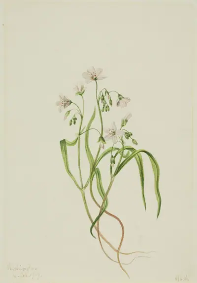Virginia Springbeauty (Claytonia virginica)