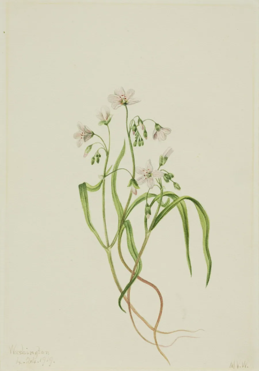 Virginia Springbeauty (Claytonia virginica) by Mary Vaux Walcott, born Philadelphia, PA 1860-died St. Andrews, New Brunswick, Canada 1940