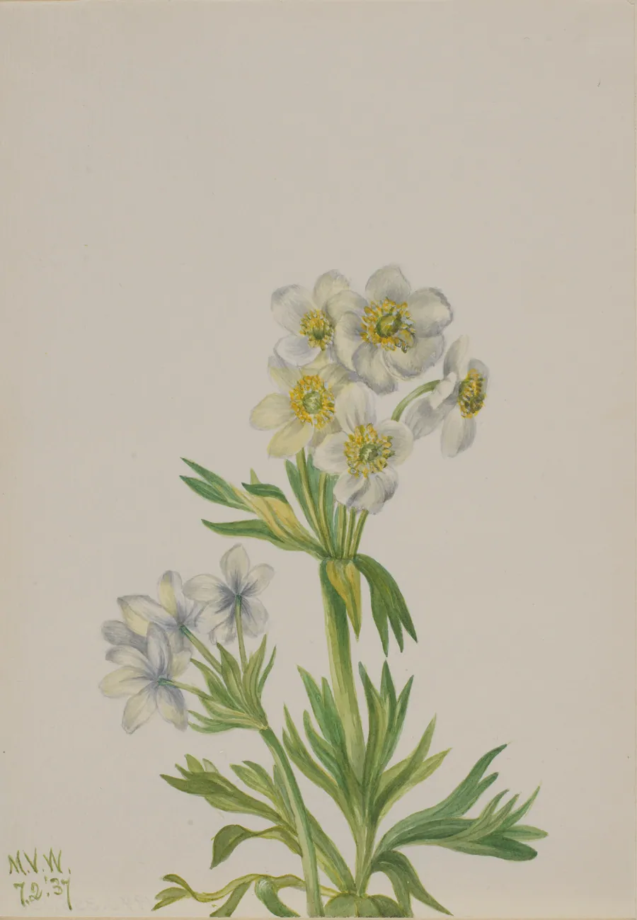 Anemone (Anemone zephyra) by Mary Vaux Walcott, born Philadelphia, PA 1860-died St. Andrews, New Brunswick, Canada 1940