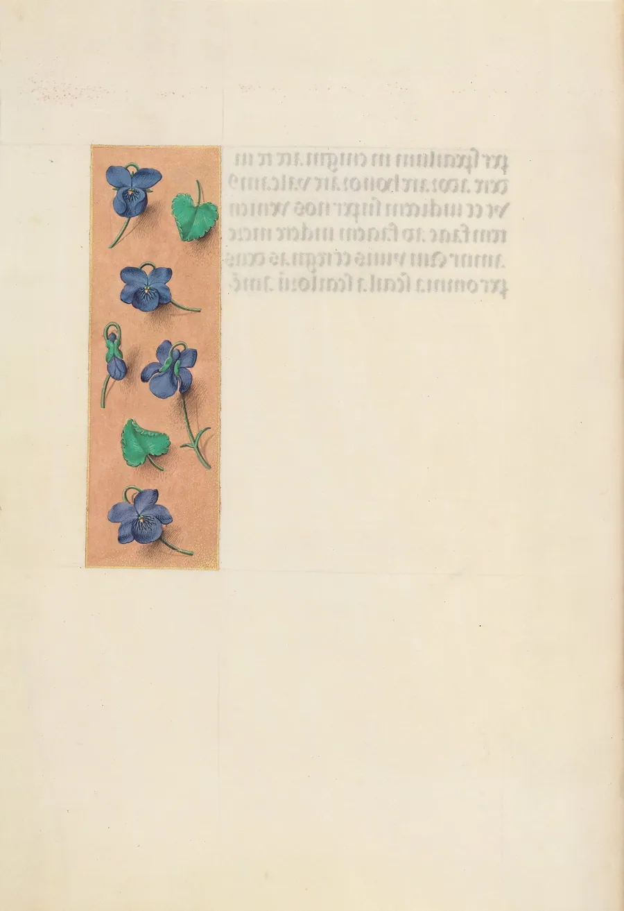 Hours of Queen Isabella the Catholic, Queen of Spain:  Fol. 16v, Short Border with Strewn Violets by Master of the First Prayerbook of Maximillian