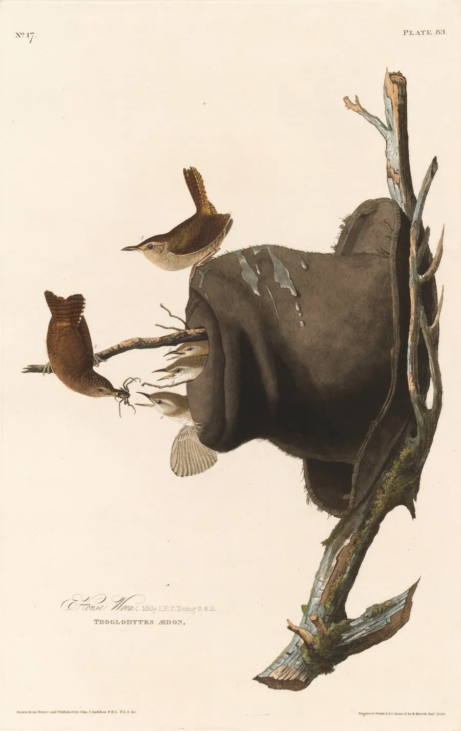House Wren by Robert Havell, Jr.